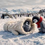 Winter Friends in the Snow