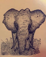 African Bush Elephant WIP