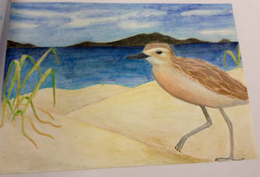 NZ Dotterel watercolour by tuatara-time