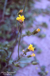 Yellow Flowers