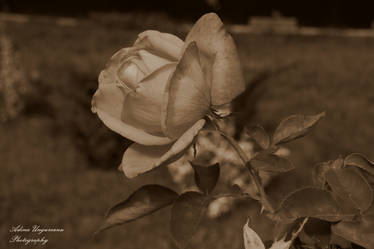 Sepia rose