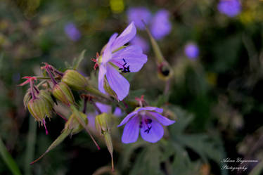 Purple flowers