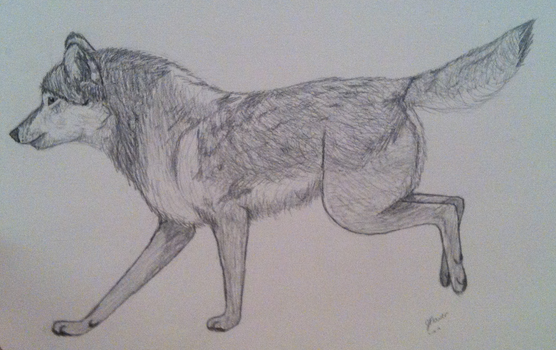 Realistic Wolf