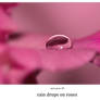 rain drops on roses