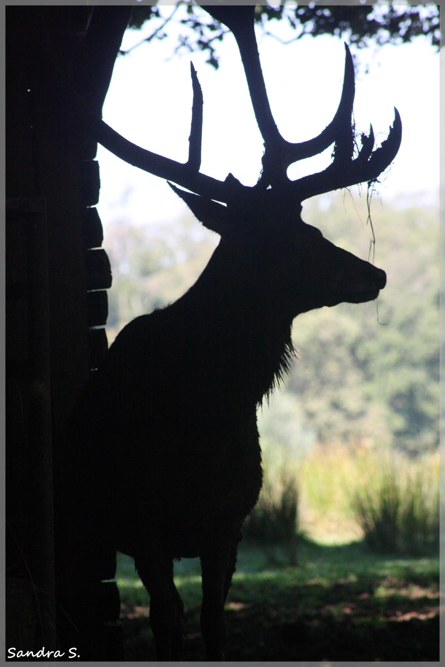 Deer in the shadow