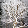 winter tree