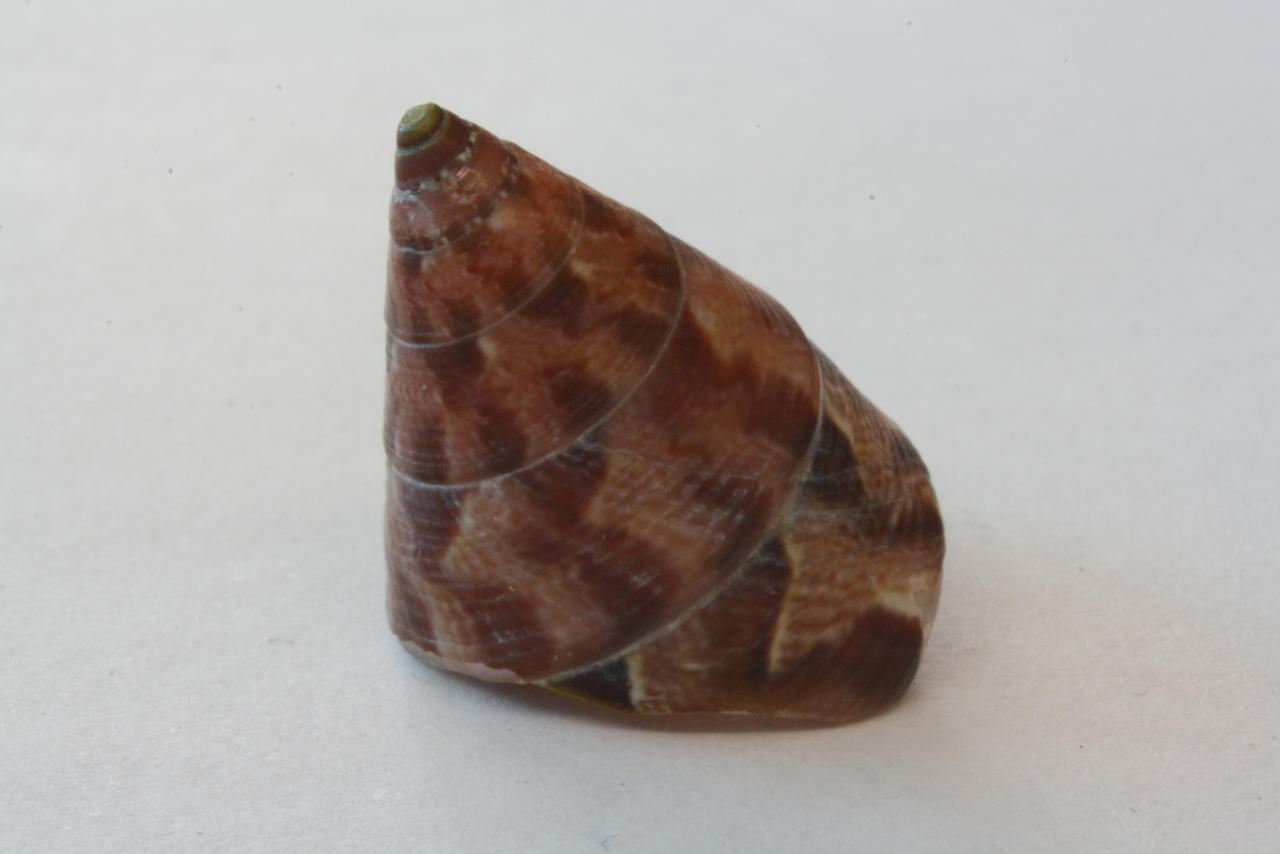 Shells (4) by johnscotter on DeviantArt