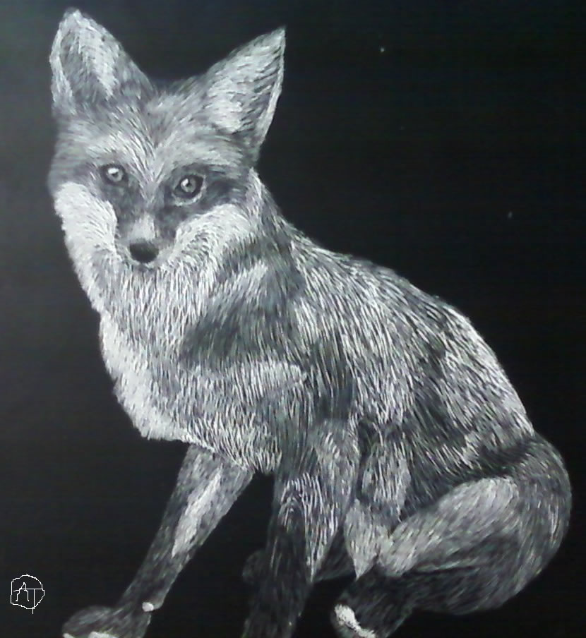 Fox Scratchboard