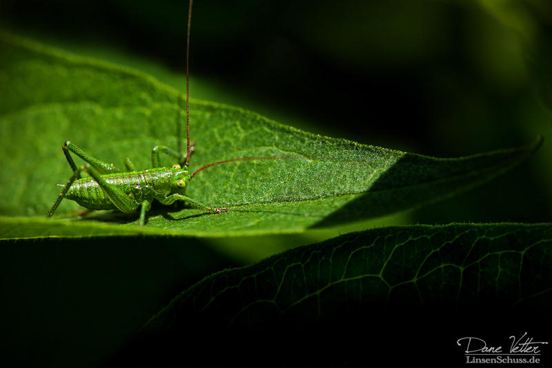 The Little Grasshopper
