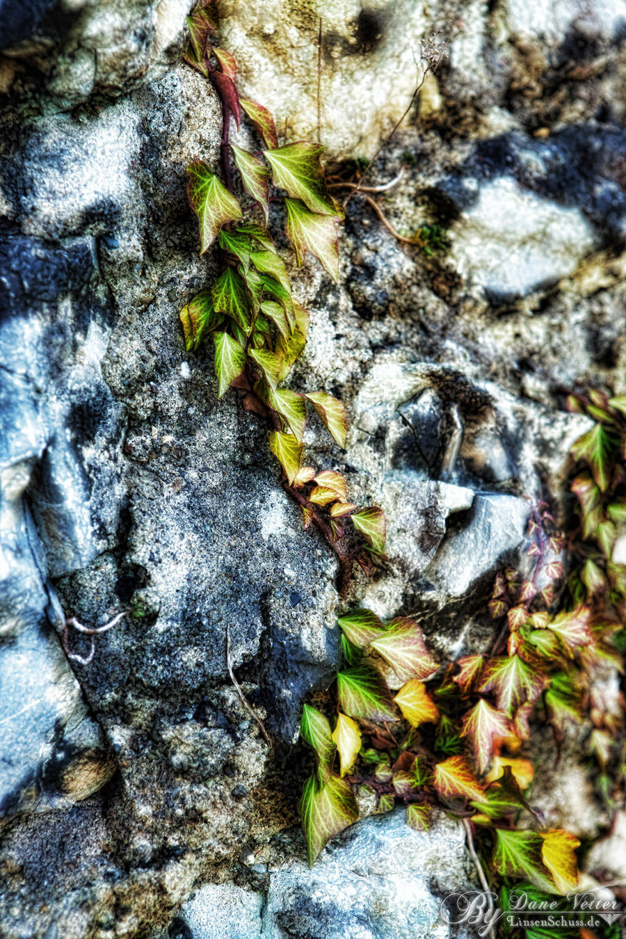 Ivy by the castle wall