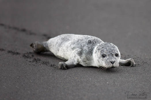 The lonely harbor seal baby by LinsenSchuss