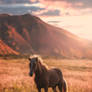 The horse in the golden light