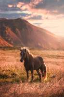 The horse in the golden light