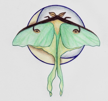 Luna Moth Tattoo Sketch By Callmefriday On Deviantart Luna Moth Tattoo Sketch By Callmefriday On Deviantart
