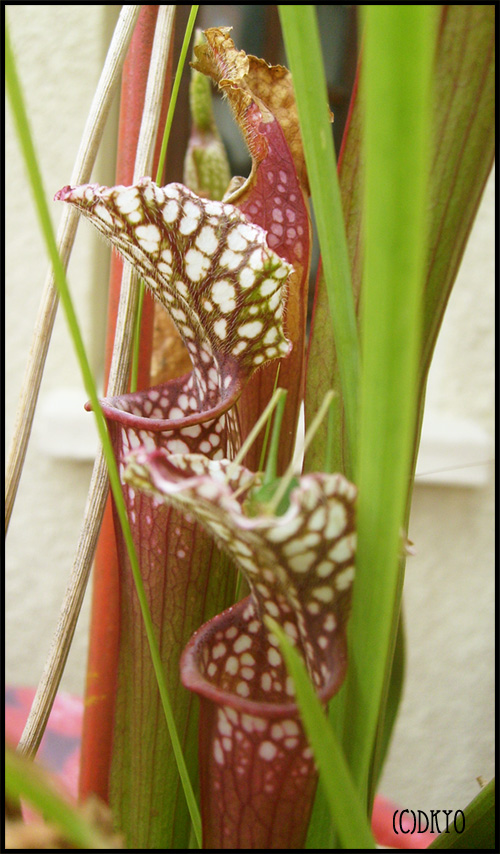 carnivorous plant