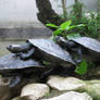 Turtles relaxing