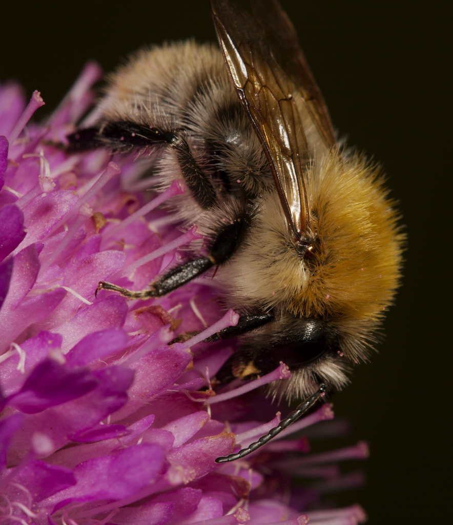 Delicious Flower