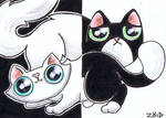 Funny cats black and white opposites by KingZoidLord