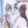 ACEO Ragdoll funny cat breeds