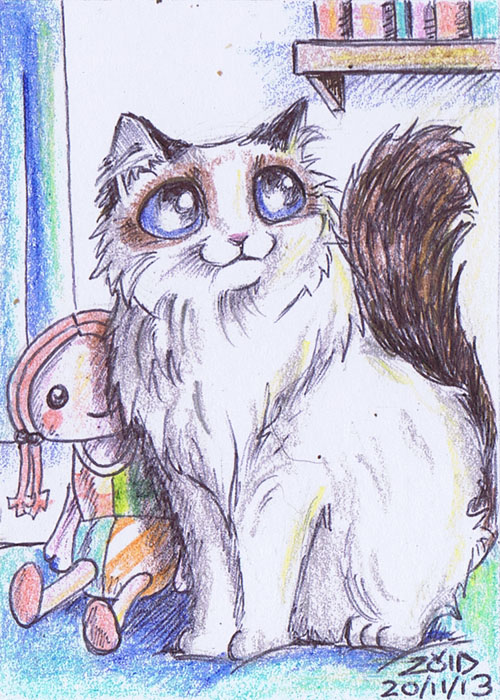 ACEO Ragdoll funny cat breeds