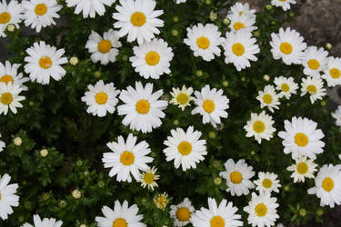 Daisies