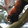 Red Panda