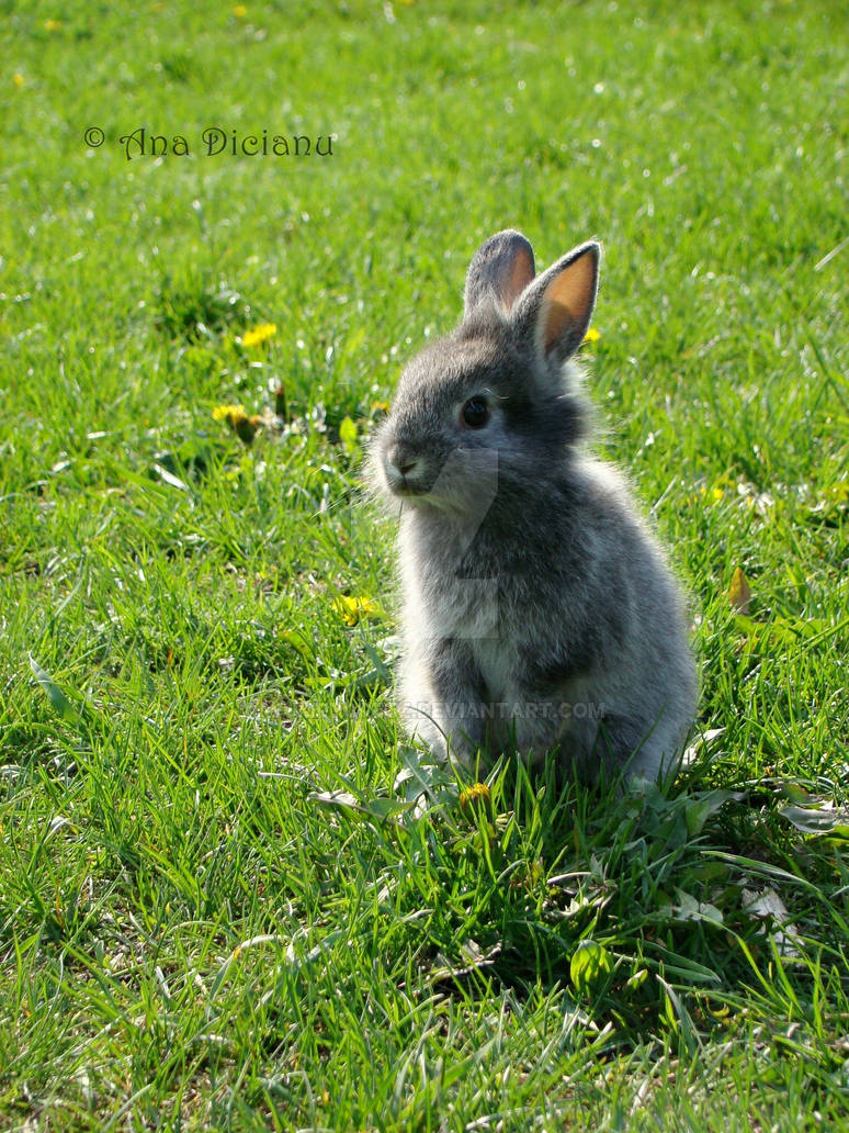 Skippy by WumpyCretz on DeviantArt