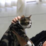 American Shorthair (CFA Cat Show)