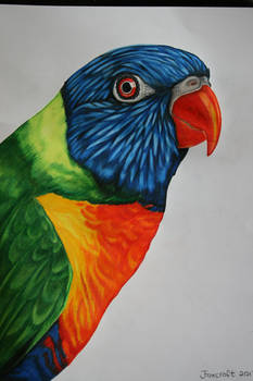 Rainbow Lorikeet