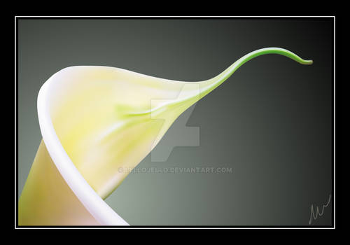 Cala lily