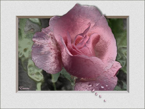 Rainy_Rose