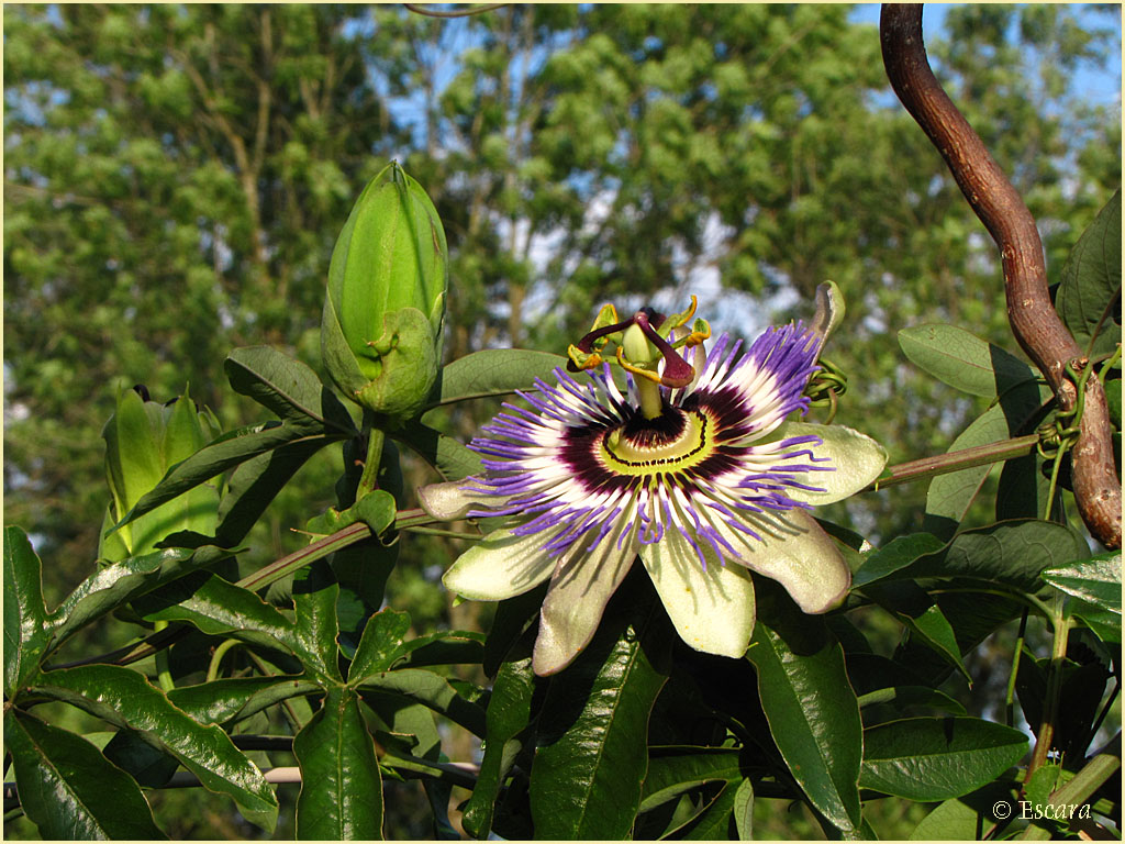 Blue Passion Flower