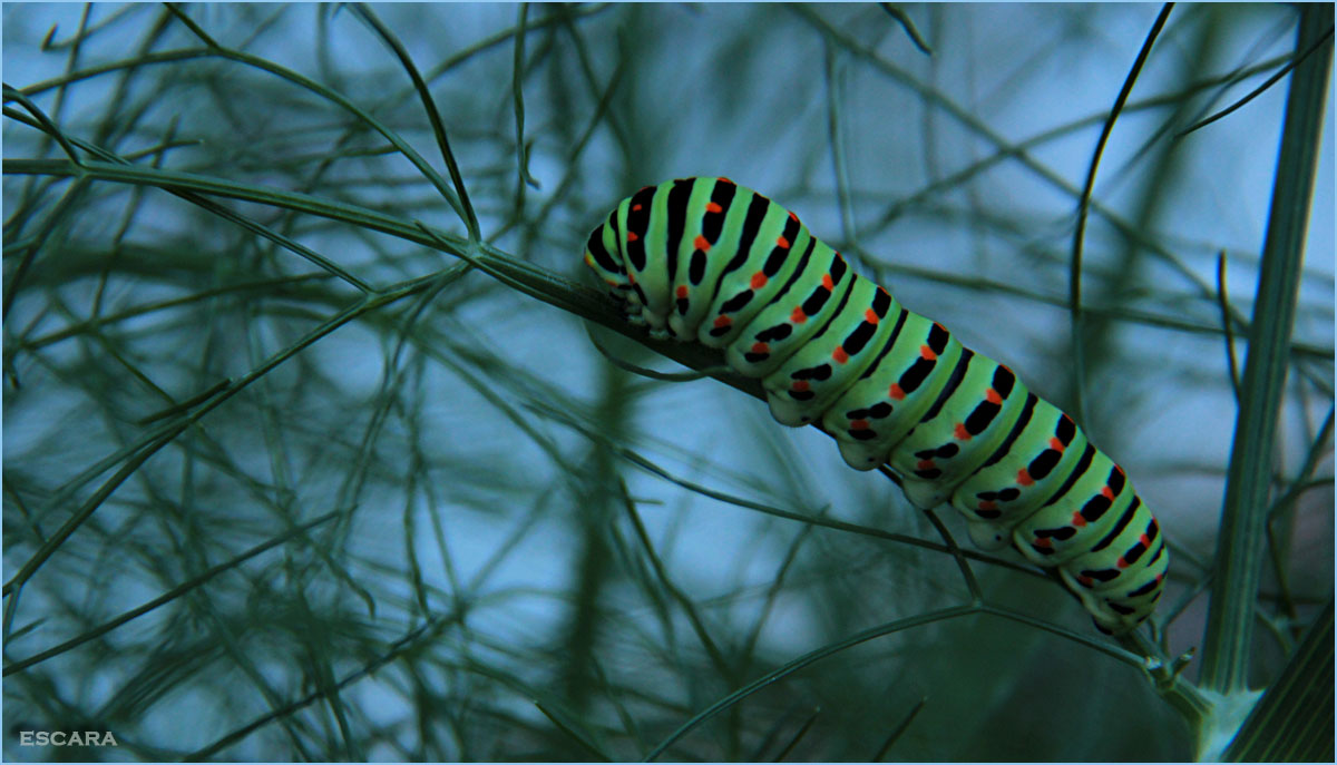 Caterpillar Swallowtail