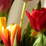 Tulips - sign of spring