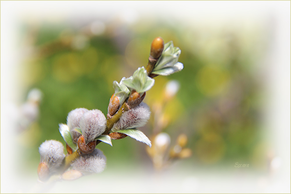 Catkin Weidekaetzchen