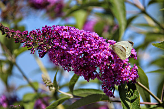 European cabbage butterfly