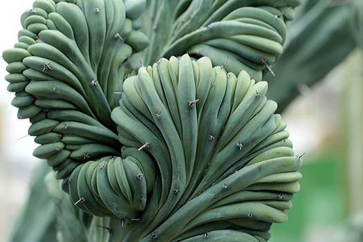 Romantic Succulent - Myrtillocactus