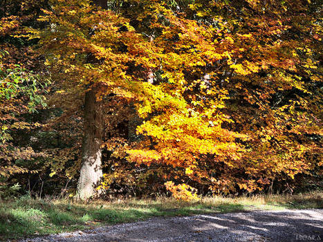 Automn Forest