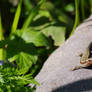 Little Skink