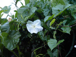 white flower