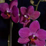 Orchid