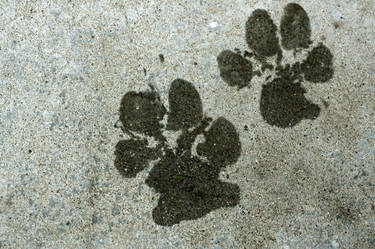 Jackson's Paw Prints