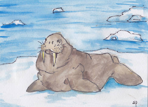 Walrus