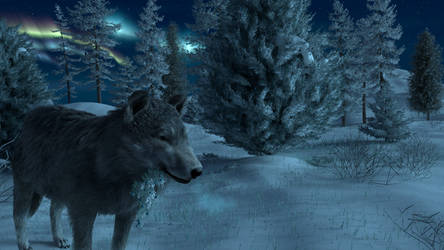 Wolf and winter in Canada