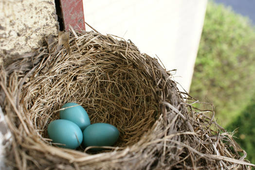 Robin Eggs 1