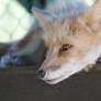 Red Fox