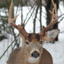 Ten Point Buck