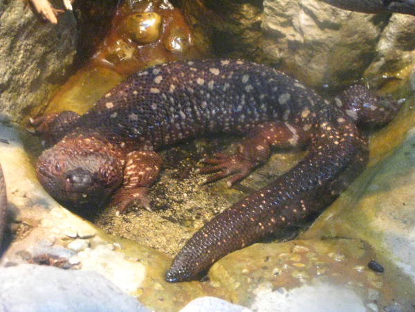 Bathing Lizard