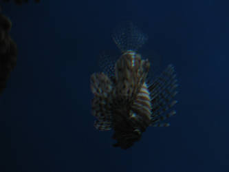 Lion Fish