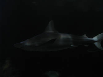 Lurking Shark